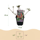 Green boutiQ - Sommerflieder - Buddleja davidii Flower Power - Blüte Orange Violett - 1 Pflanze - Laubabwerfend - Schmetterlingsanziehend - Topf 17cm Höhe 30cm