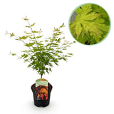 Green boutiQ - Terrasplant - Japanischer Ahorn - Acer palmatum Orange Dream - Orange - 1 Pflanze - Laubabwerfend - Topf 19cm Höhe 70cm