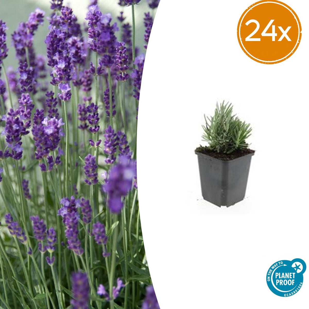 Lavande Dwarf Blue en godet - Lavandula angustifolia - H 10-25 cm, pot Ø9 cm