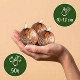 Mélange de bulbes pour jardin d'ombre - calibre 10/12