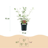 Green boutiQ - Gartenpflanze - Buddleja davidii Royal Red - Schmetterlingsstrauch - Winterhart - Rot - 3 Pflanzen - Topf 17cm - Höhe 45cm