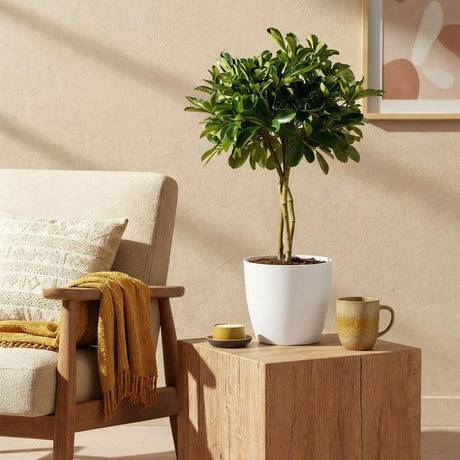 Green boutiQ - Zimmerpflanzen - Schefflera Gold Capella - Strahlenaralie - Pflegeleicht - Grün - Gold - 1 Pflanze - mit Übertopf Grau - Topf 21cm - Höhe 70-80cm