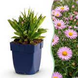 Aster nain Wood's Pink - H 15-25 cm, pot Ø11 cm