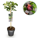 Green boutiQ - Gartenpflanze - Ficus carica Brown Turkey - Hochstamm - Terrassenpflanze - Laubabwerfend - Pflegeleicht - Topf 19cm Höhe 90cm