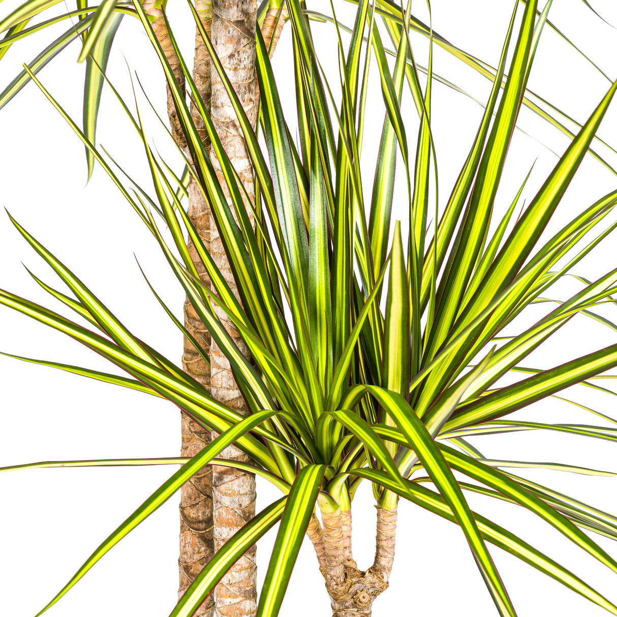 Drachenbaum Marginata Sunray Ø24cm - ↕130 - 150cm