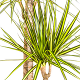 Drachenbaum Marginata Sunray Ø24cm - ↕130 - 150cm