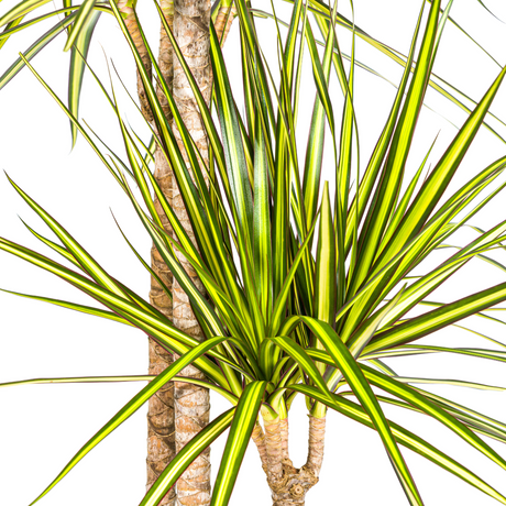 Drachenbaum Marginata Sunray Ø24cm - ↕130 - 150cm