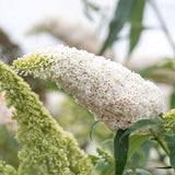 Green boutiQ - Sommerflieder - Buddleja davidii White Profusion - Blüte Weiß - 1 Pflanze - Laubabwerfend - Schmetterlingsanziehend - Topf 17cm Höhe 25cm