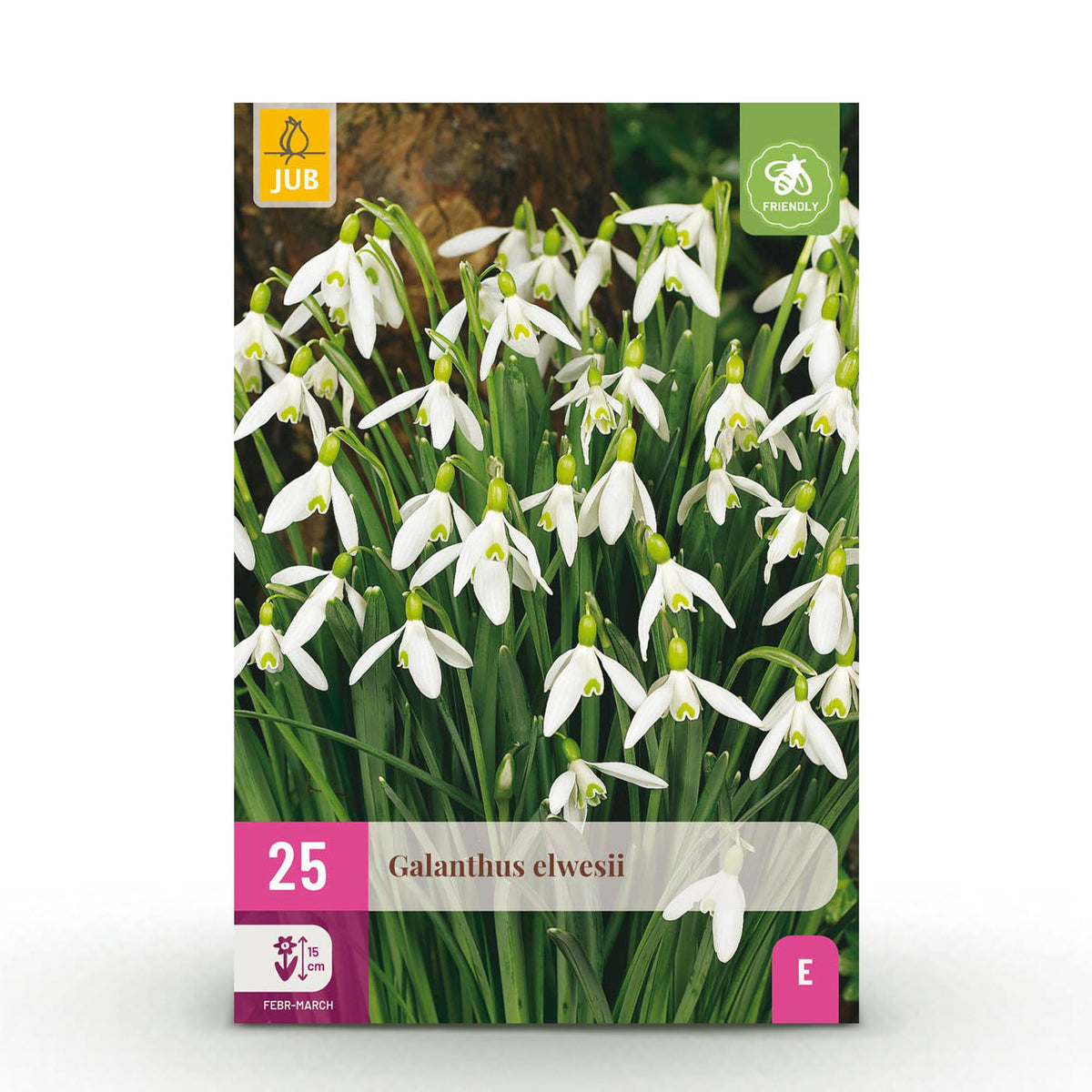 Green boutiQ - Blumenzwiebeln - Galanthus Elwesii - Farbe Weiß - 25 Stück - Zwiebelgröße 5/6 - XXL Pack