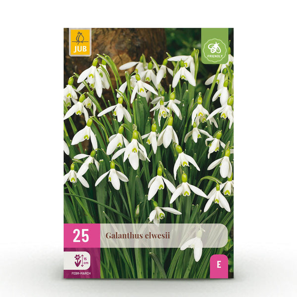 Green boutiQ - Blumenzwiebeln - Galanthus Elwesii - Farbe Weiß - 25 Stück - Zwiebelgröße 5/6 - XXL Pack
