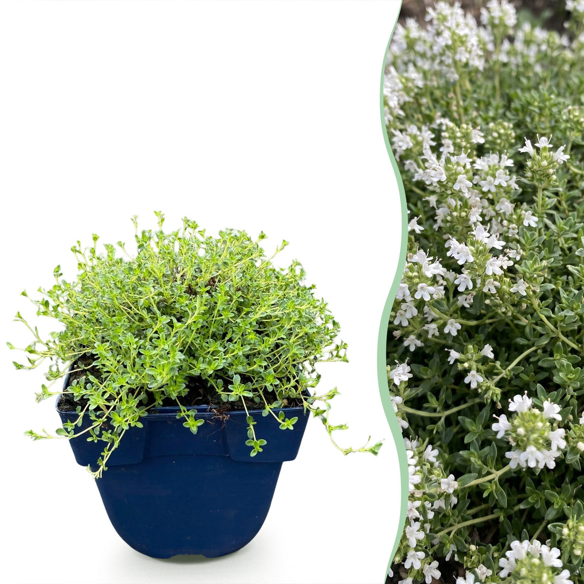 Thym rampant blanc Albiflorus - Thymus praecox - H 15-25 cm, pot Ø11 cm