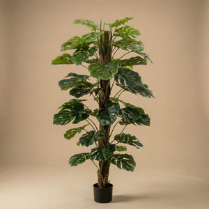 Künstliche Monstera, H 150 cm