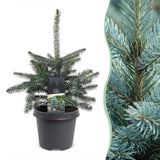 Épicéa bleu du Colorado - Picea pungens Glauca - H 60 cm, pot Ø23 cm