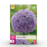 Green boutiQ - Blumenzwiebeln - Allium Gladiator - Farbe Lila - 5 Stück - Knollengröße 16/18 - XXL Pack