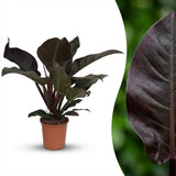 Green boutiQ - Zimmerpflanze - Philodendron - Philodendron Imperial Red - Rot - Wenig Pflege - 1 Pflanze - Topf 19cm - Höhe 60cm