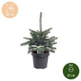 Épicéa bleu du Colorado - Picea pungens Glauca - H 60 cm, pot Ø23 cm - photo 5