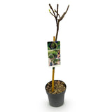 Green boutiQ - Gartenpflanze - Ficus carica Brown Turkey - Hochstamm - Terrassenpflanze - Laubabwerfend - Pflegeleicht - Topf 19cm Höhe 90cm