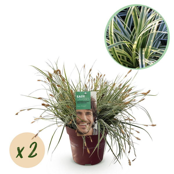 Green boutiQ - Ziergräser - Carex oshimensis Everest - Weiß und Grün - 2 Pflanzen - Immergrün - Pflegeleicht - Topf 17cm Höhe 50cm