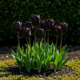 Green boutiQ - Blumenzwiebeln - Tulpe Triumph Black - Farbe Dunkellila - 15 Stück - Zwiebelgröße 11/12 - XXL Pack