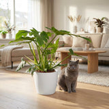 Green boutiQ - Zimmerpflanze - Philodendron - Philodendron Lacerum - Grün - Pflegeleicht - 1 Pflanze - mit Korb - Topf 19cm - Höhe 65cm