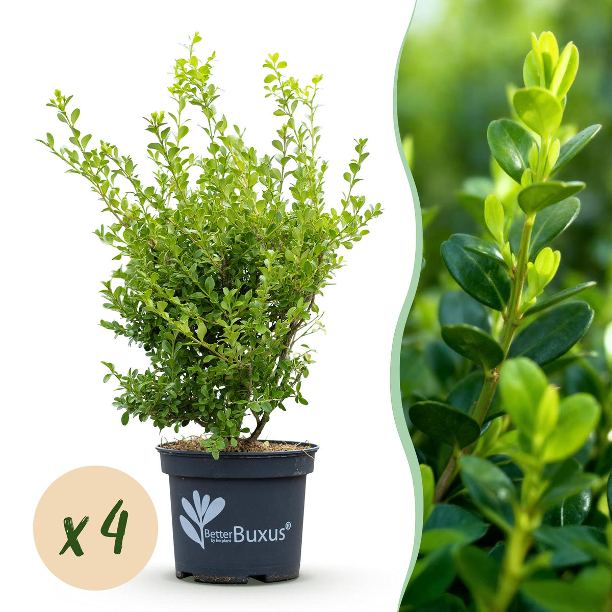 Green boutiQ - Buxus-Hecke - BetterBuxus Babylon Beauty - Resistent gegen Buchsbaumkrankheiten - 4 Pflanzen - 1 lfm - Topf 19 cm Höhe 50-55