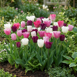 Tulipe en mélange pastel - calibre 11/15