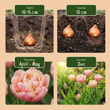 Tulipe Peaches & Kisses en mélange - calibre 11/12