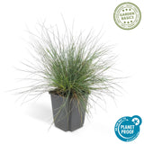 Fétuque bleue Elijah Blue en godet - Festuca glauca - H 10-25 cm, pot Ø9 cm - photo 3