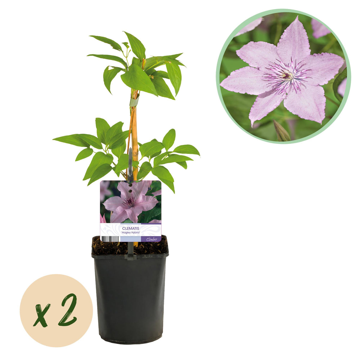 Clématite Hagley Hybrid - Clématite rose nacré - H 35 cm, pot Ø9 cm