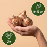 Mélange de bulbes à fleurs pour jardin ensoleillé - calibre 10/12
