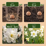 Mélange de bulbes pour jardin ensoleillé