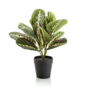 Künstliche Maranta im Topf H30cm
