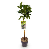 Green boutiQ - Gartenpflanze - Prunus laurocerasus Etna® - Stammbaum - Terrassenpflanze - Immergrün - Wenig Pflege - Topf 19cm Höhe 90cm