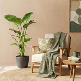 Green BoutiQ - Zimmerpflanzen - Strelitzia Nicolai - Paradiesvogelblume - Pflegeleicht - Grün - 1 Pflanze - mit Topf Grau - Topf 21cm - Höhe 110-120cm