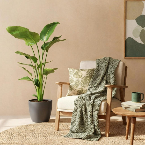 Green BoutiQ - Zimmerpflanzen - Strelitzia Nicolai - Paradiesvogelblume - Pflegeleicht - Grün - 1 Pflanze - mit Topf Grau - Topf 21cm - Höhe 110-120cm
