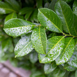 Green boutiQ - Gartenpflanze - Prunus laurocerasus Etna® - Stammbaum - Terrassenpflanze - Immergrün - Wenig Pflege - Topf 19cm Höhe 90cm