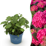 Green boutiQ - Gartenpflanze - Hortensie Endles Summer Summer Love Red - Winterhart - Rot - 1 Pflanze - Topf 14cm - Höhe 20-25cm