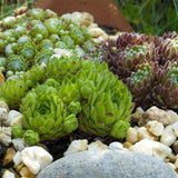 Green boutiQ - Bodendecker - Winterhart - Sempervivum Big Sam - 4 Pflanzen - Verschiedene Farben - Pflegeleicht - Topf 14 Höhe 17