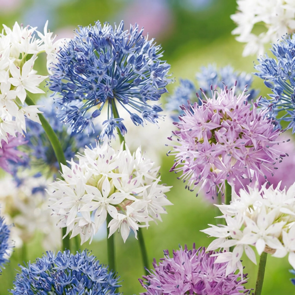 Ail d'ornement en mélange Buzzing Beauties