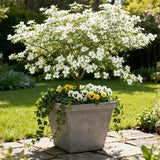Green boutiQ - Gartenpflanze - Cornus Florida - Blüten Weiß-Rosa - 1 Pflanze - Laubabwerfend - Pflegeleicht - Topf 12cm Höhe 35cm