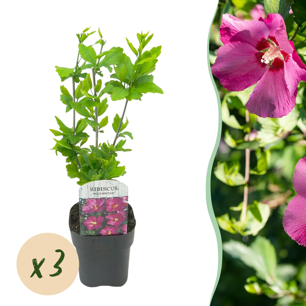 Green boutiQ - Gartenpflanze - Hibiscus syriacus Woodbridge - Gartenhibiskus - Winterhart - Rosa - 3 Pflanzen - Topf 17cm - Höhe 45cm