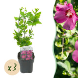 Green boutiQ - Gartenpflanze - Hibiscus syriacus Woodbridge - Gartenhibiskus - Winterhart - Rosa - 3 Pflanzen - Topf 17cm - Höhe 45cm