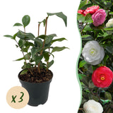 Green boutiQ - Sträucher - Camelia japonica Tricolour - Blüte Rosa, Weiß und Rot - 3 Pflanzen - 1 m2 - Immergrün - Topf 15cm Höhe 30cm