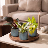 Baby Philodendron avec cache-pots Linnea bleu brume - Pink Princess, White Princess et Neon - lot de 3