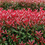 Green boutiQ - Heckenpflanzen - Photinia fraseri Carre Rouge - grün rot - 6 Pflanzen - 1 lfm - immergrün - Topf 17cm Höhe 55cm
