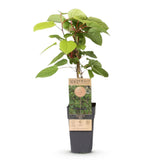 Kiwaï Weiki - Actinidia arguta - H 50 cm, pot Ø15 cm