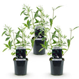 Green boutiQ - Gartenpflanze - Buddleja davidii Black Night - Schmetterlingsstrauch - Winterhart - Violett - 3 Pflanzen - Topf 17cm - Höhe 45cm