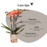 Orchidée Phalaenopsis orange Mineral Bolzano et 2 succulentes - coffret Tree - pot Ø9 cm