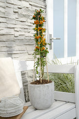 Feuerdorn 'Orange Glow' - Ø15cm - ↕65cm