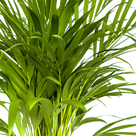 Palmier Aréca (Dypsis Lutescens)